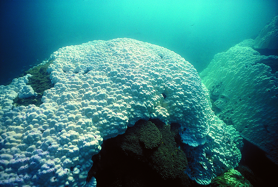 Bleached Porites
