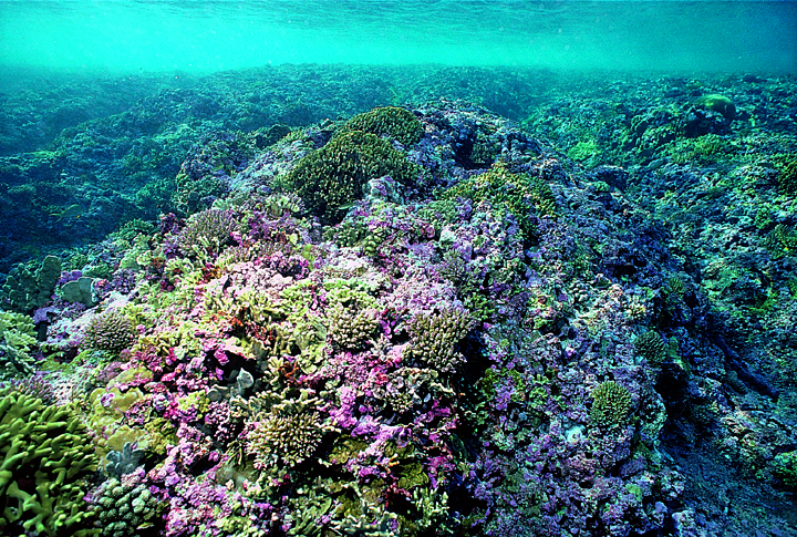 Upper reef slope