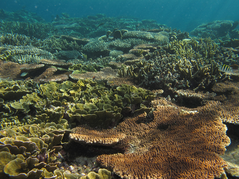 Shallow sunlit community