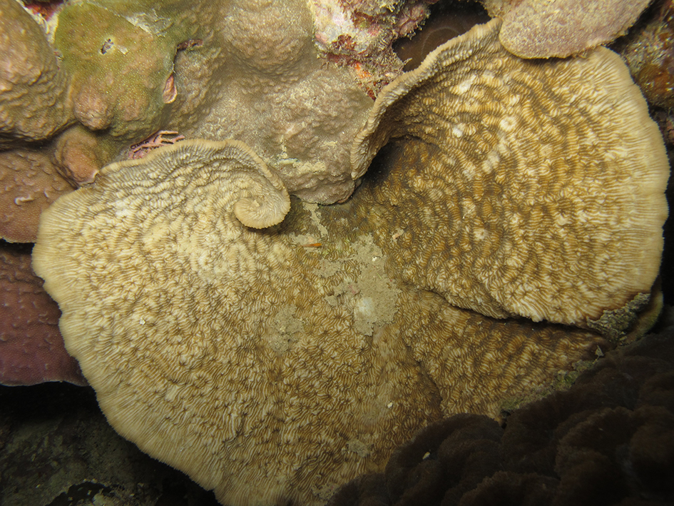Sediment acculating on tissues