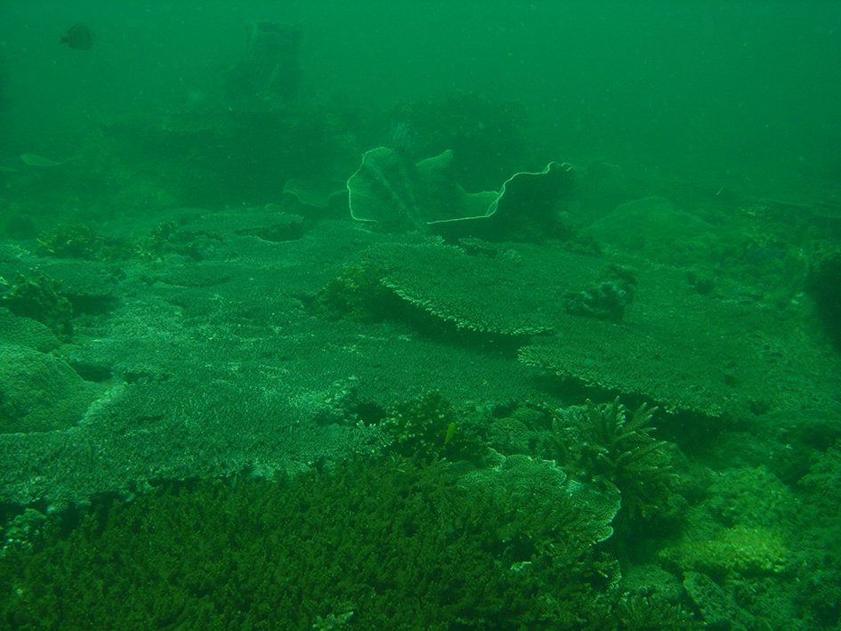 Chlorophyll enriched waters