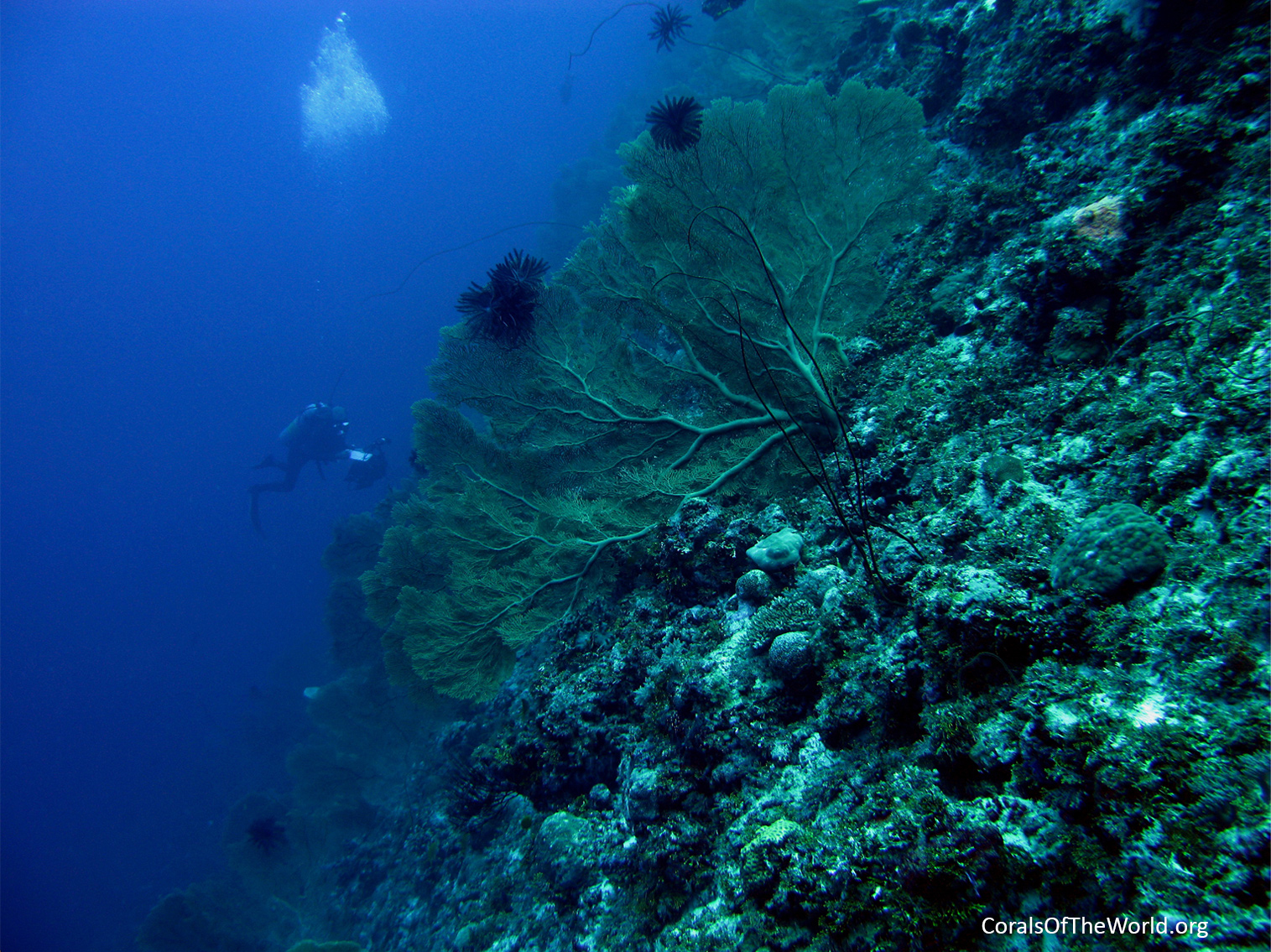 Sea fans