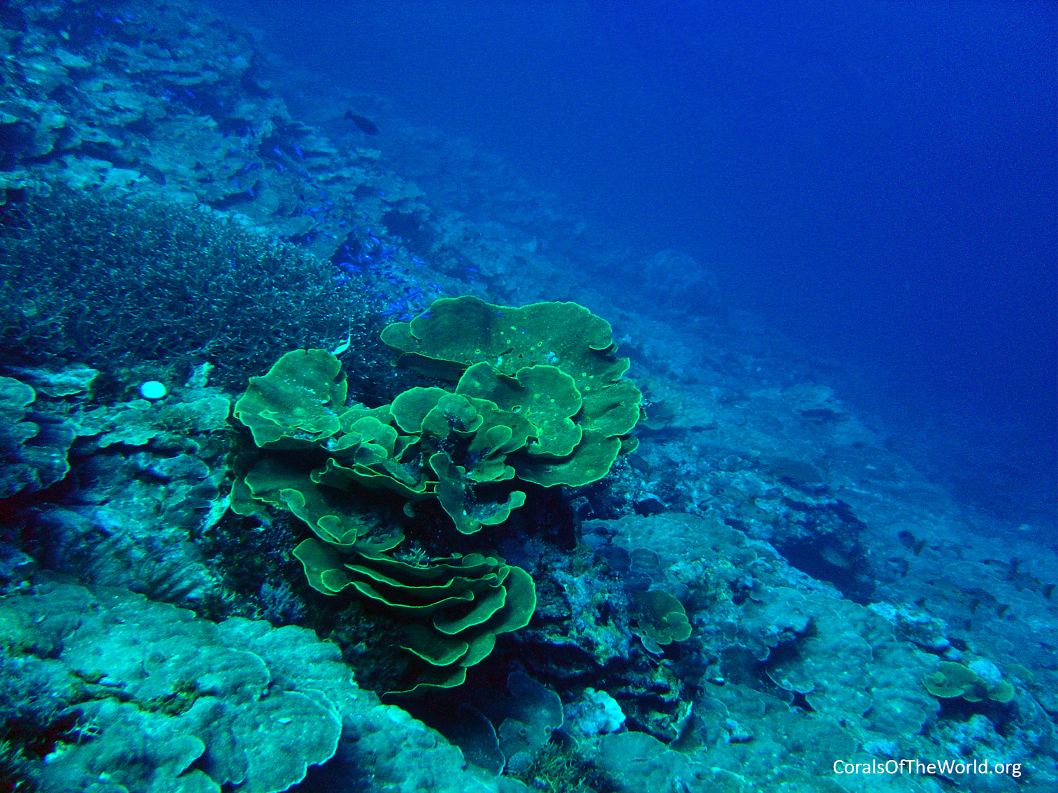 Foliose and plating colonies