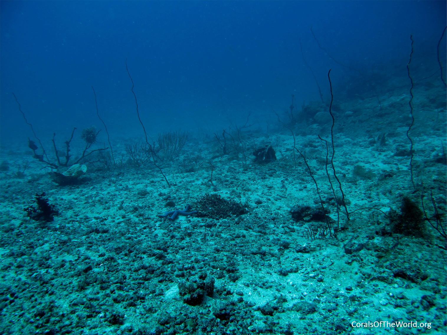 Gentle slope of sand-rubble