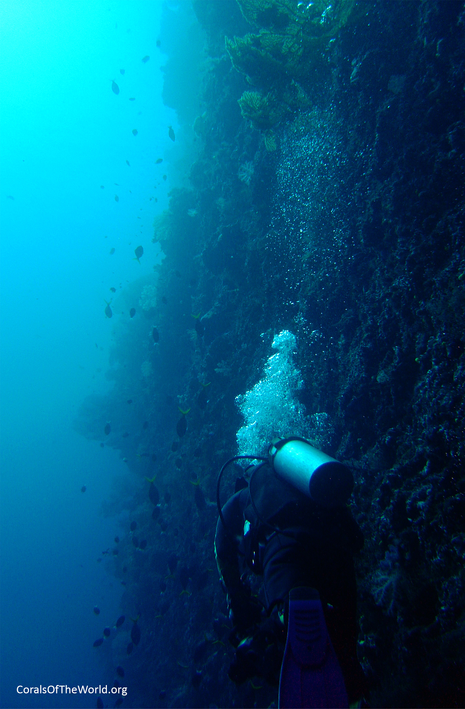 Near vertical reef slope