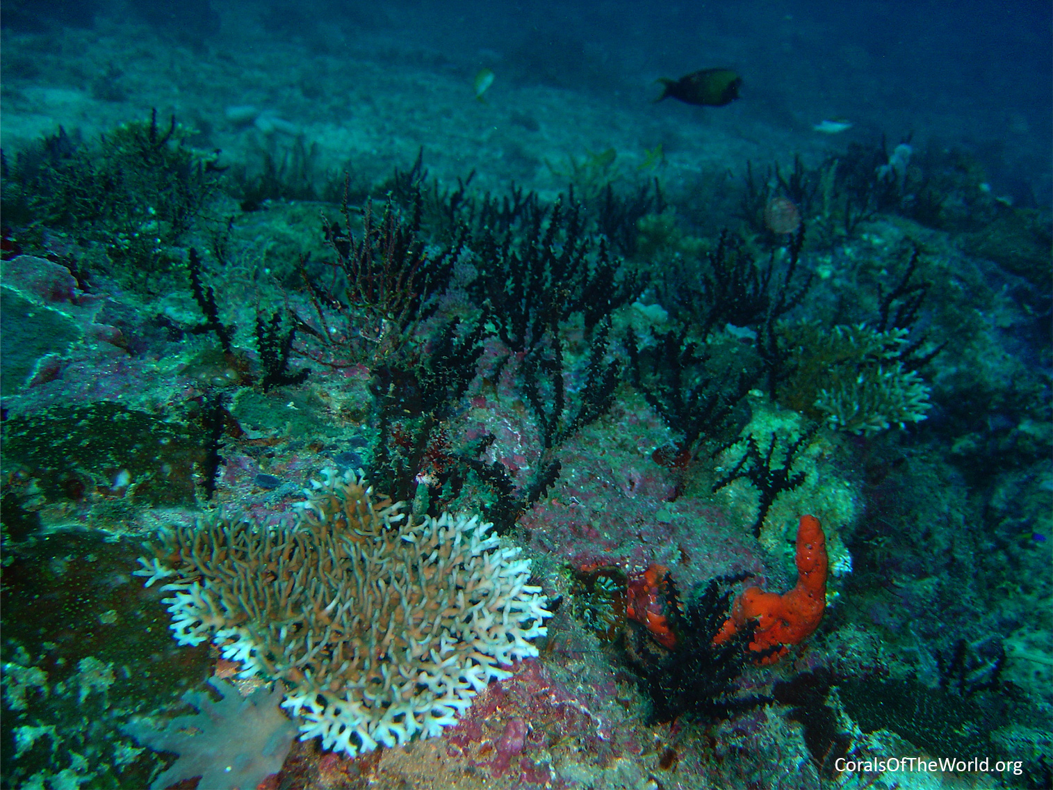 Gentle slope with patches