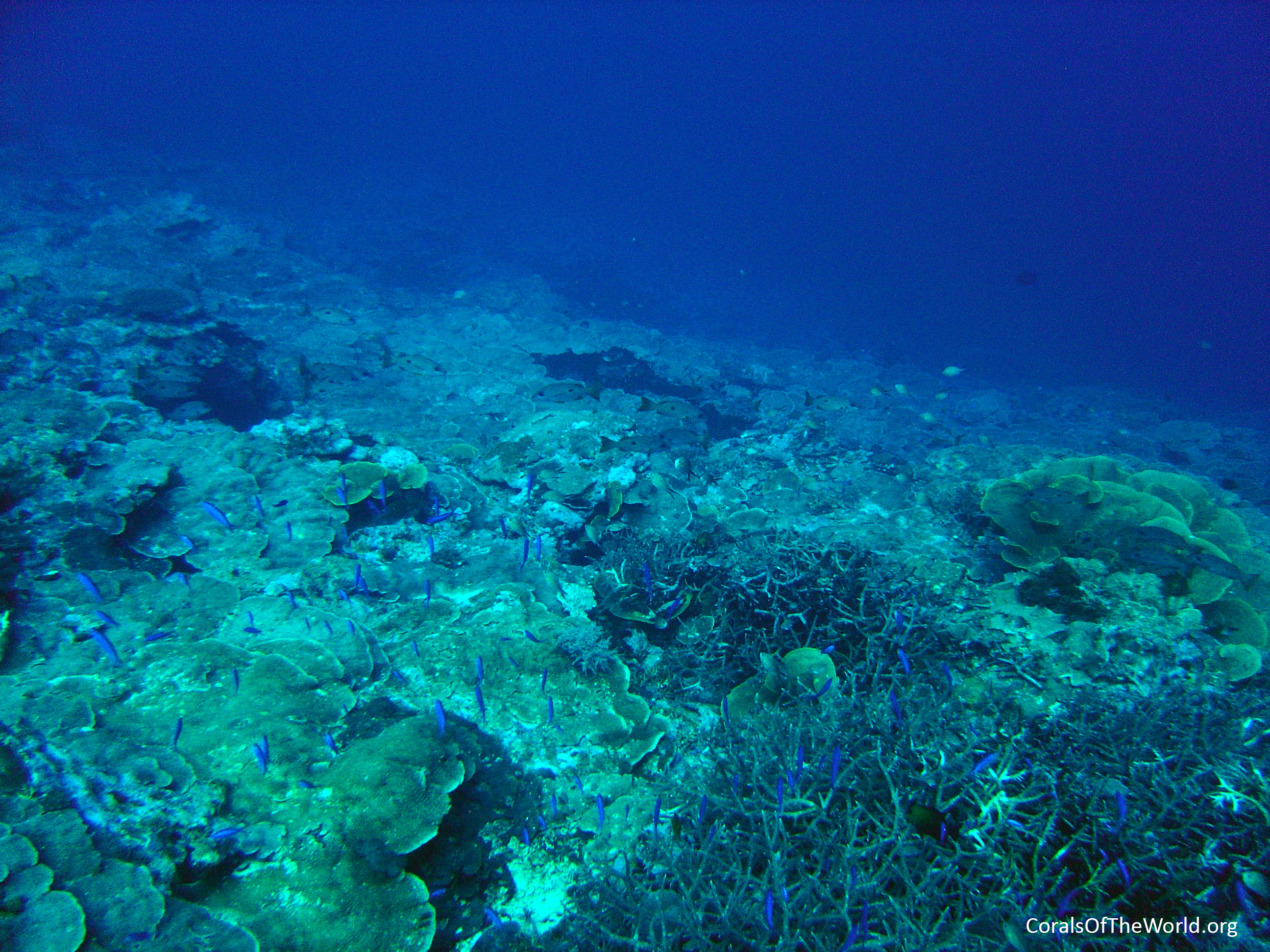 Gentle slope Pohnpei