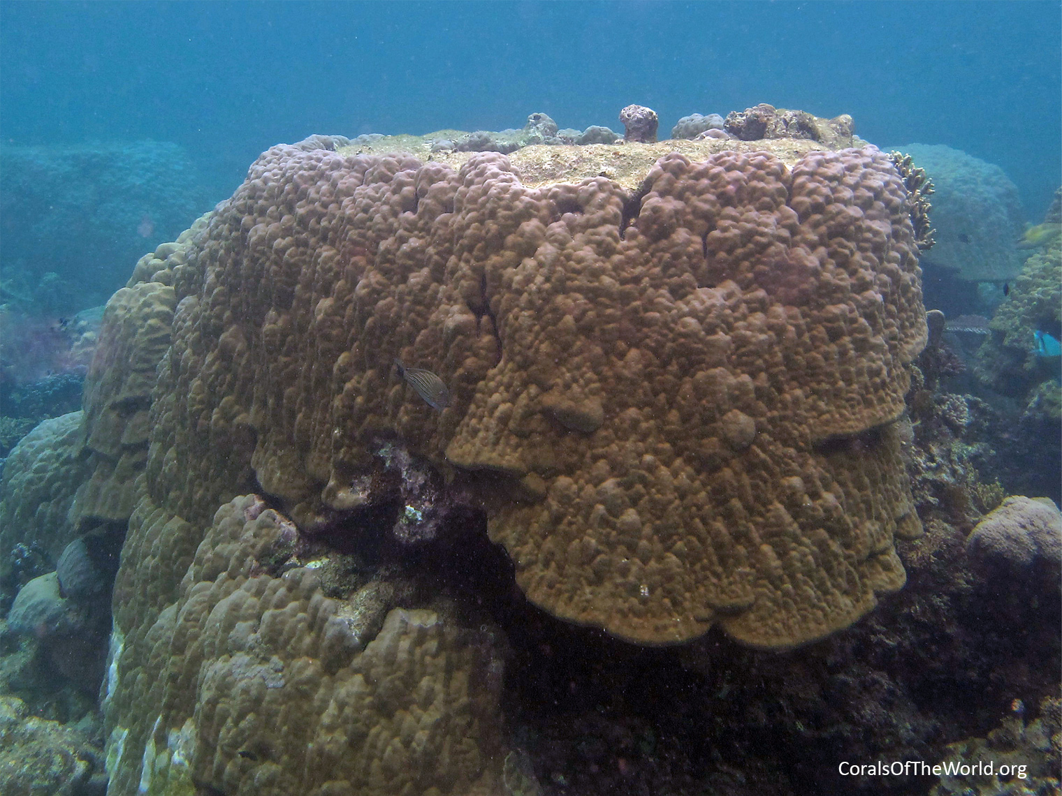 Shallow sub-intertidal area