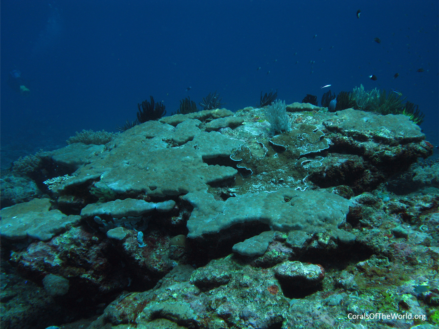 Increased flattening