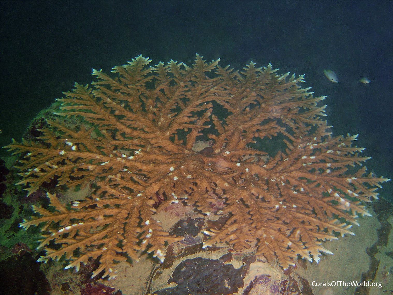 Acropora pichoni 2