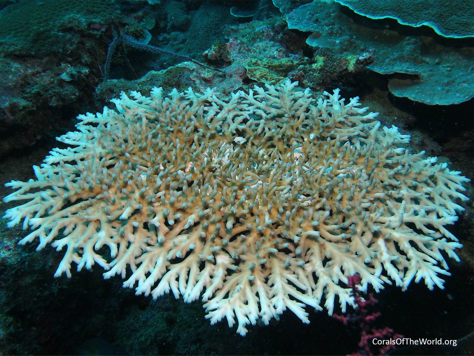 Acropora elegans 1