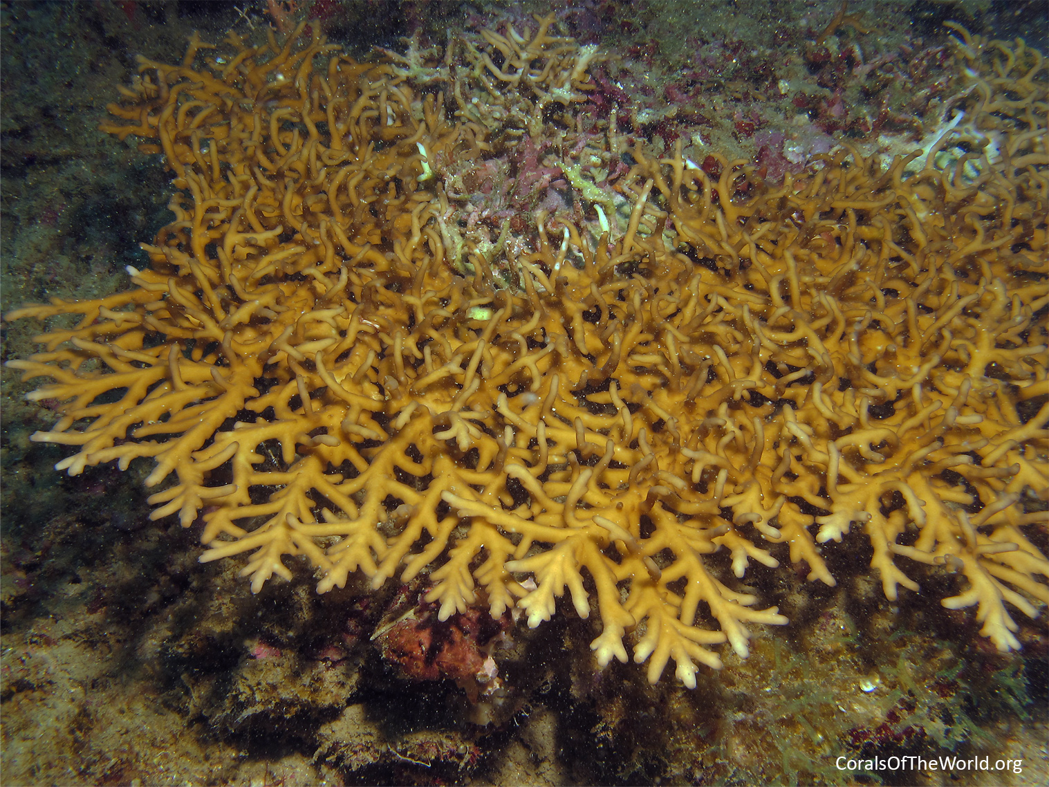 Acropora elegans 2