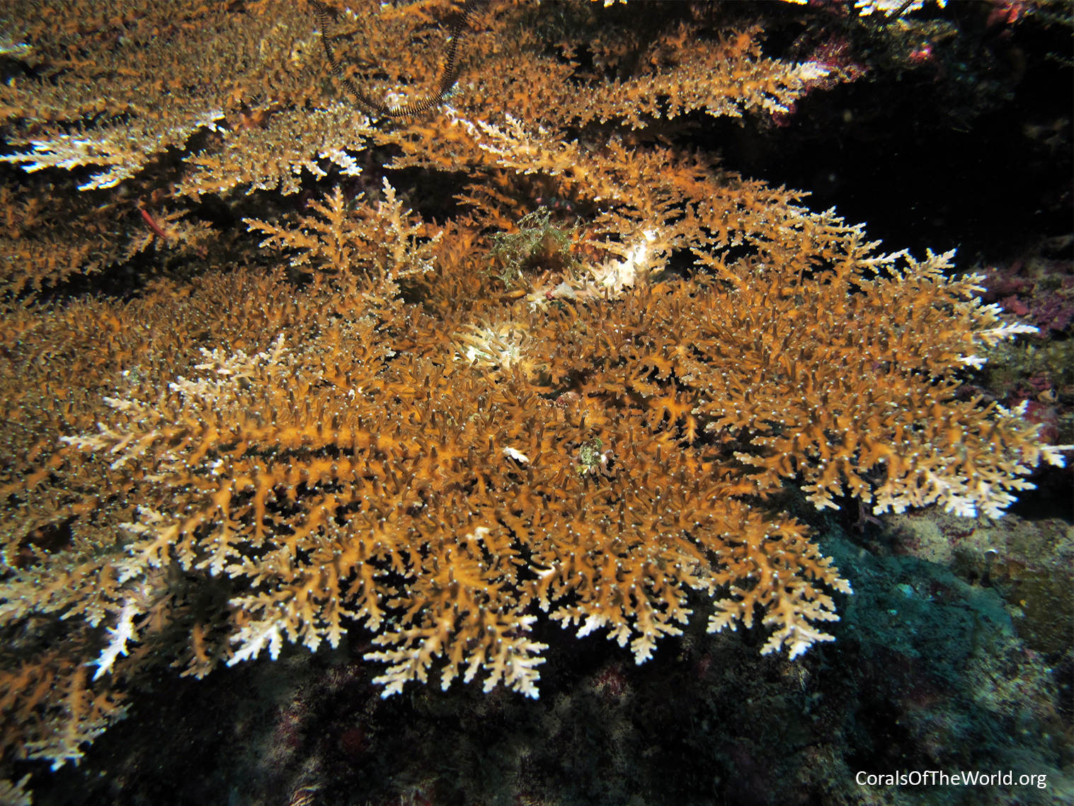 Acropora tenella