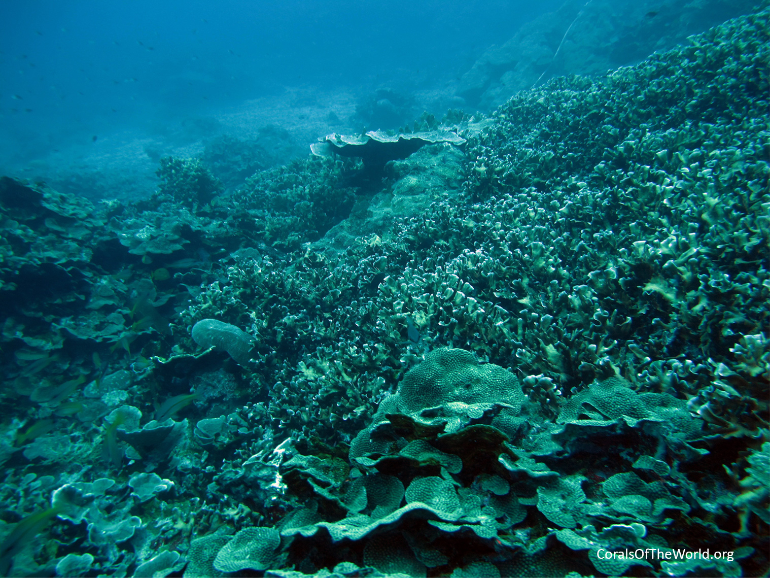 Plating Galaxea astreata