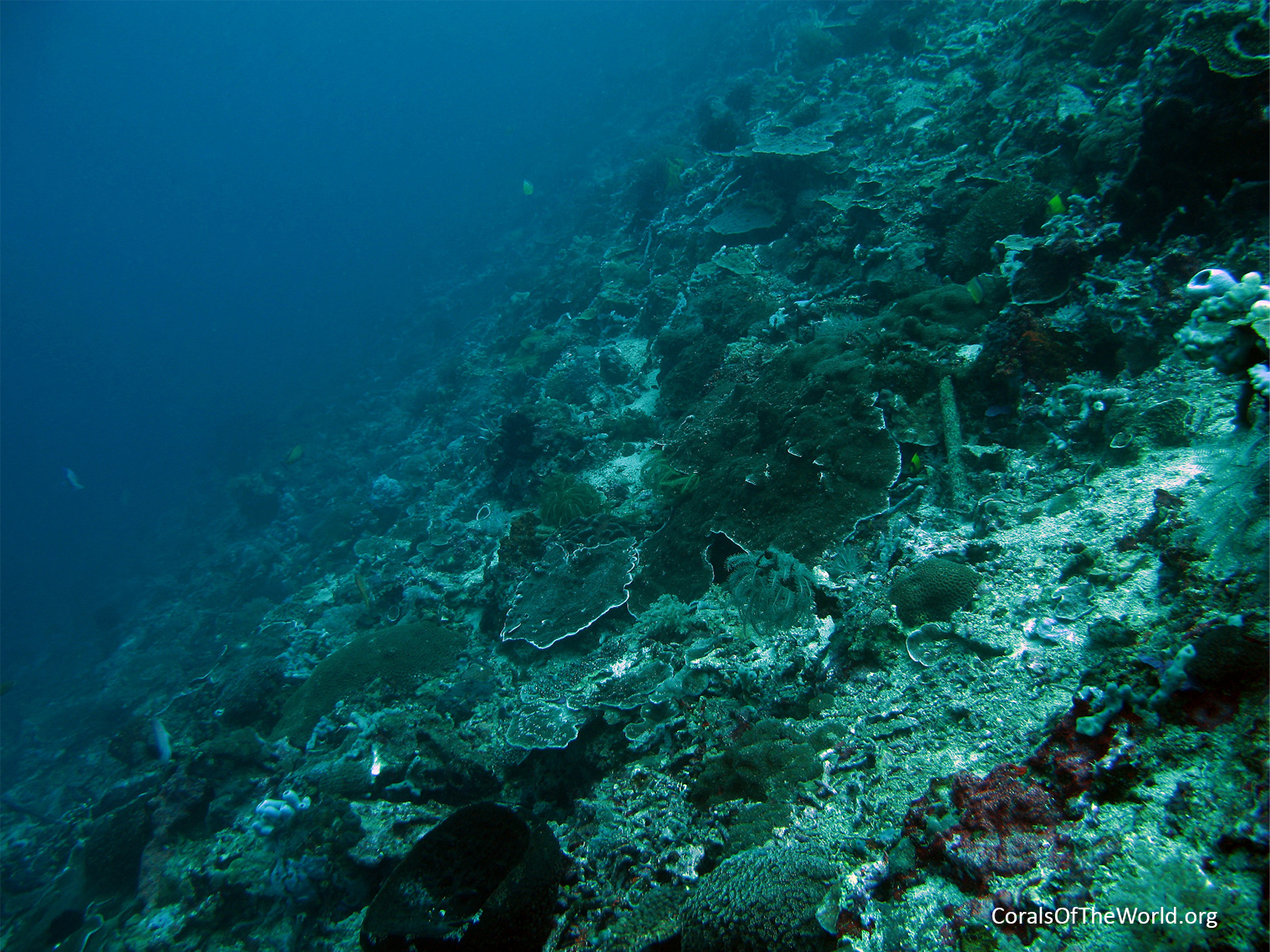 Low encrusting plate