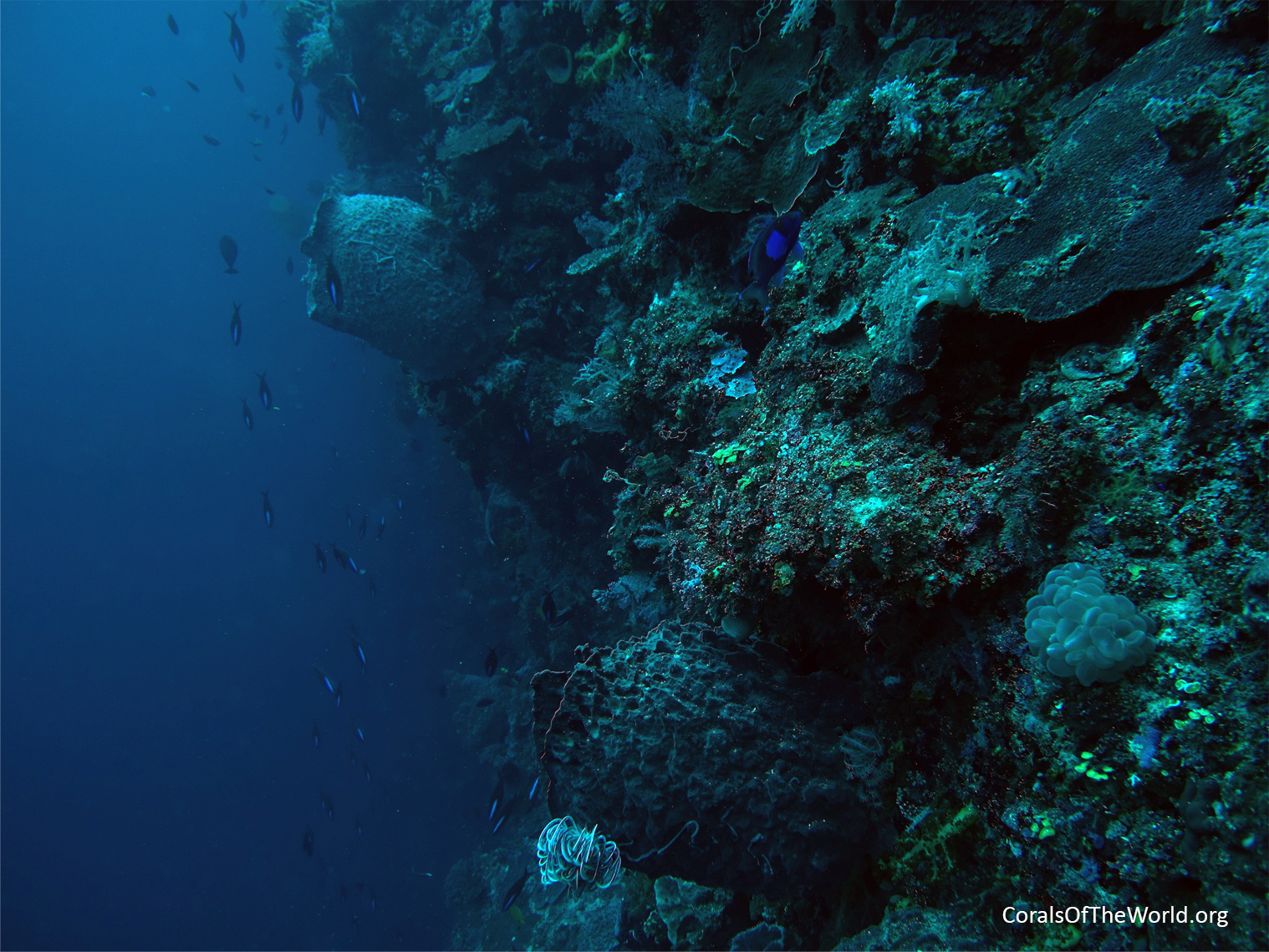 Barrel sponges and encrusting plates