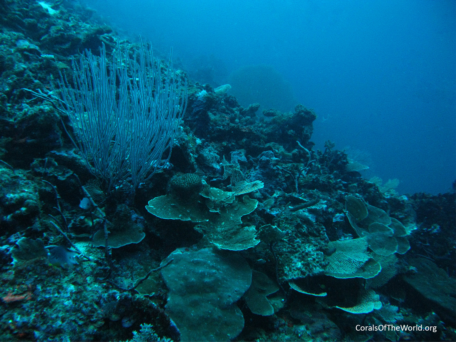 Thin plates of Mycedium