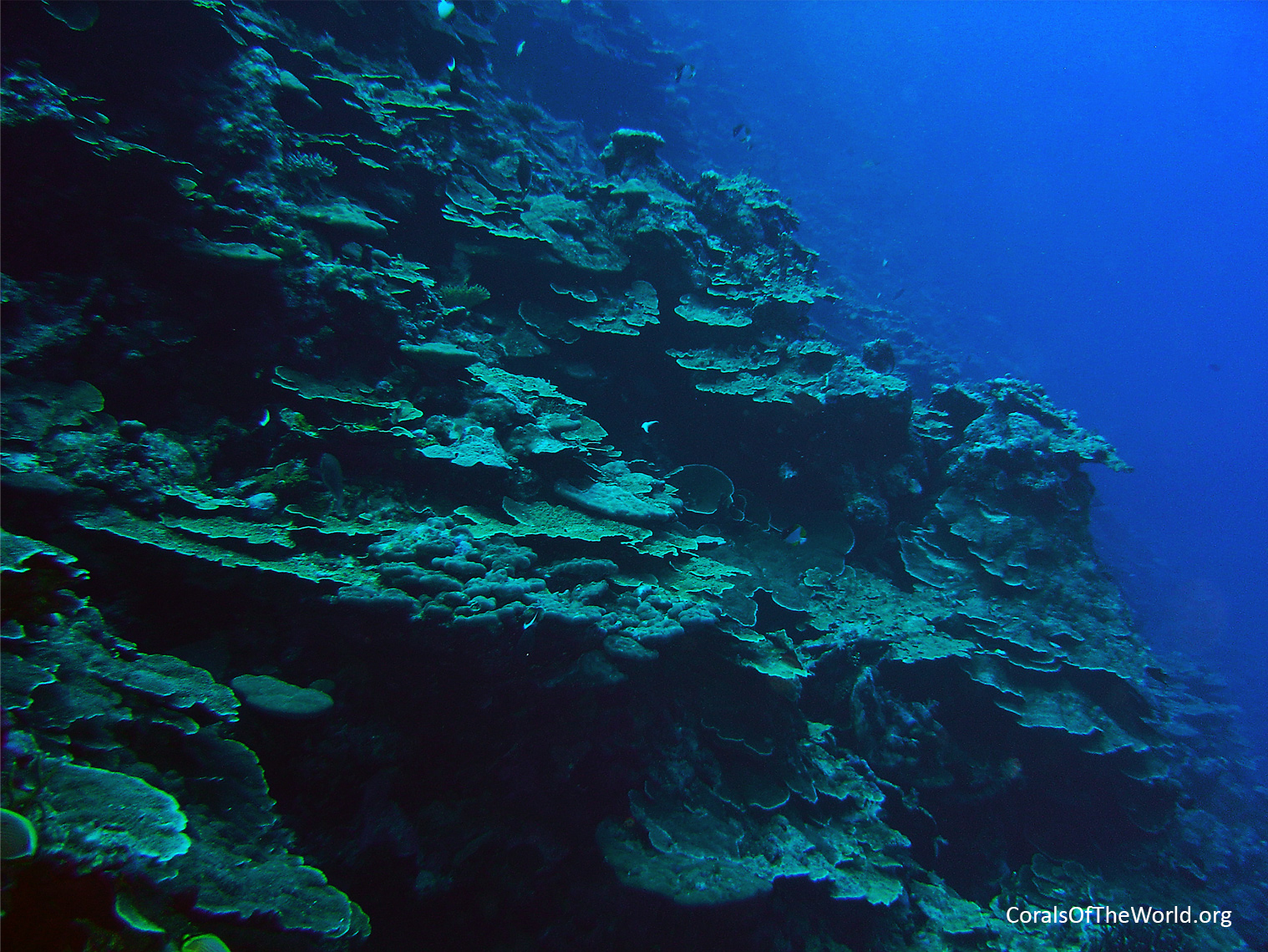 Plating colonies of massive Porites