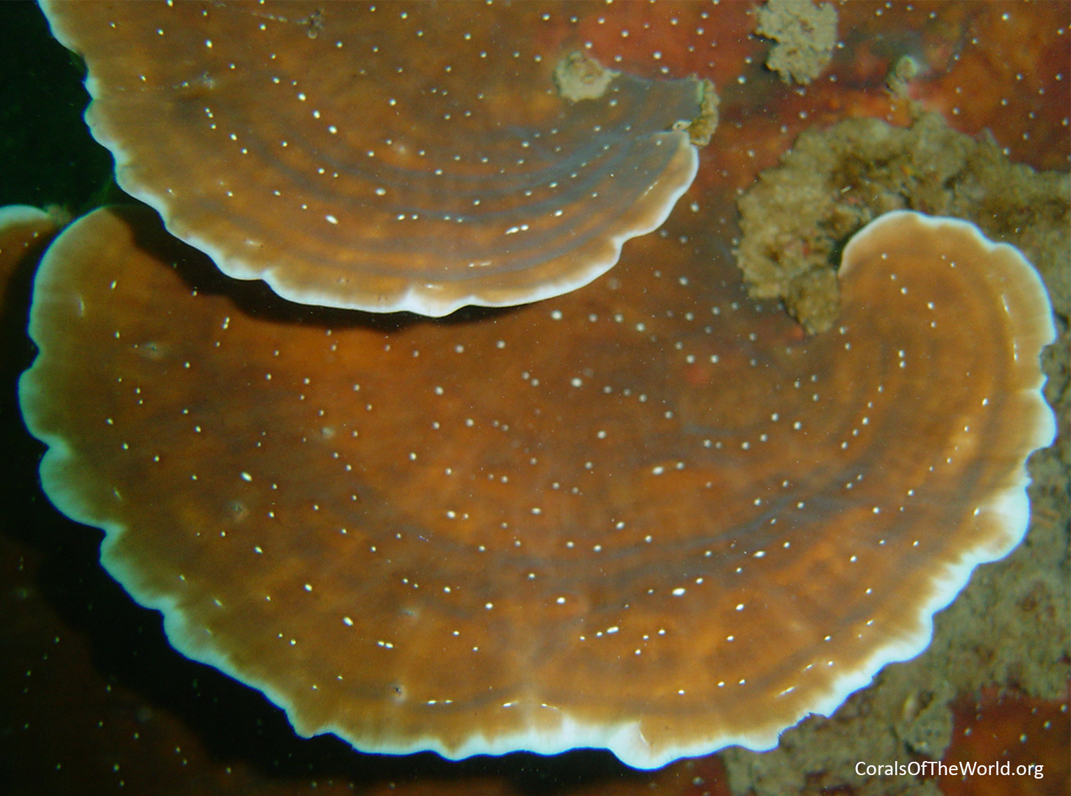 Leptoseris amitoriensis