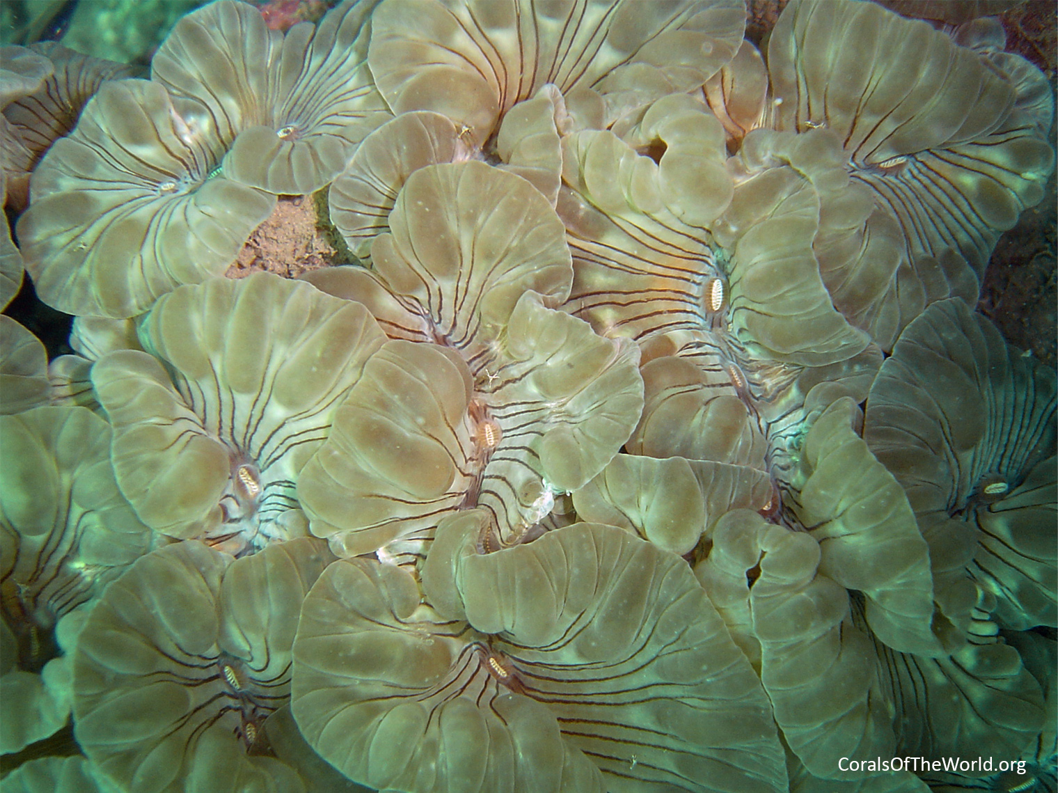 Nemenzophyllia turbida