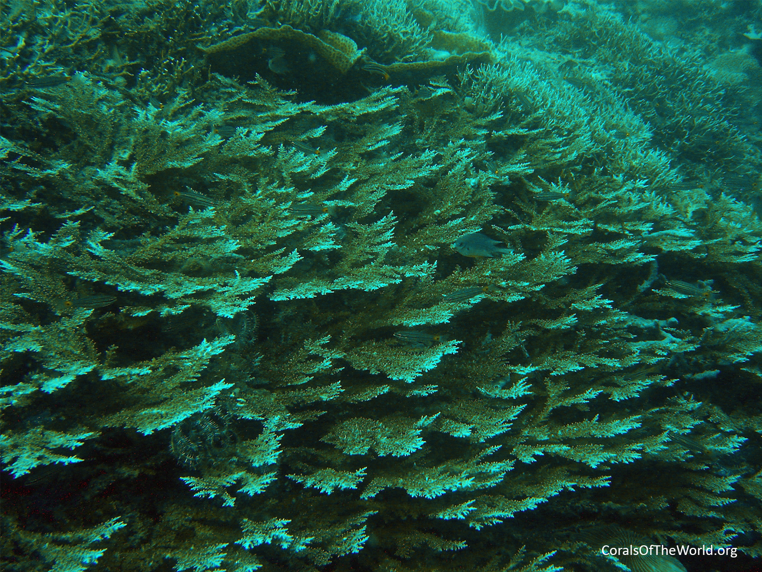 <em>Acropora tenella</em>