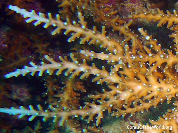 <em>Acropora tenella</em> closeup