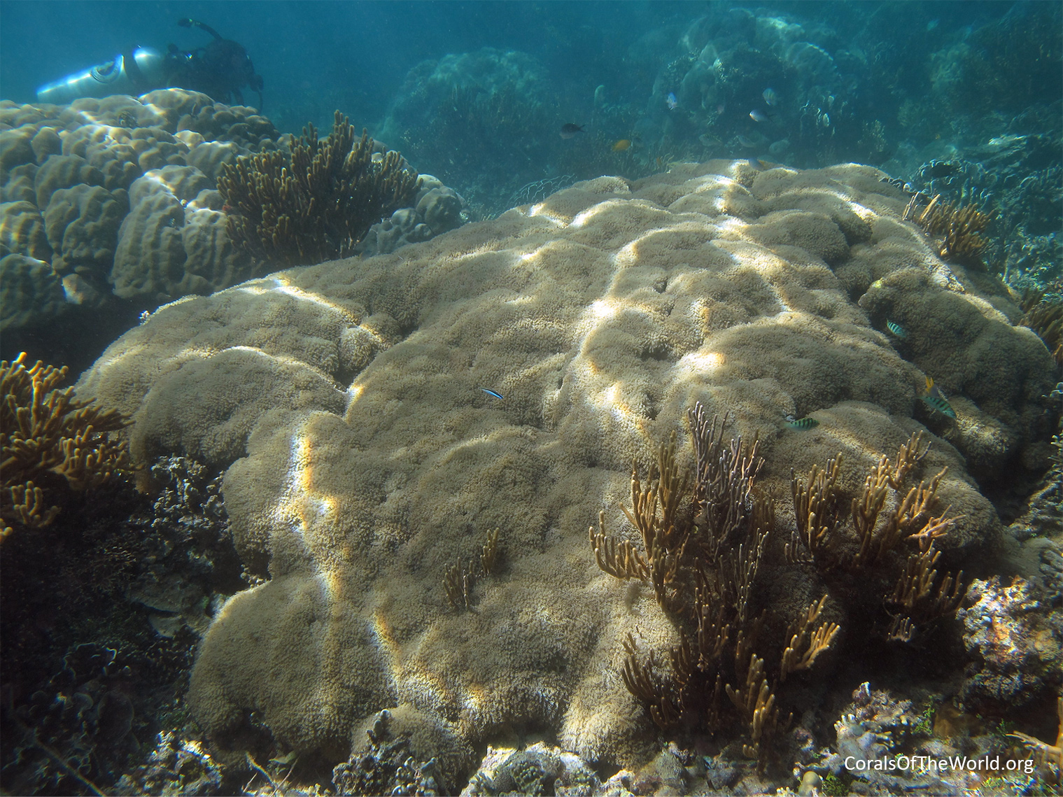 <em>Euphyllia paradivisa</em>