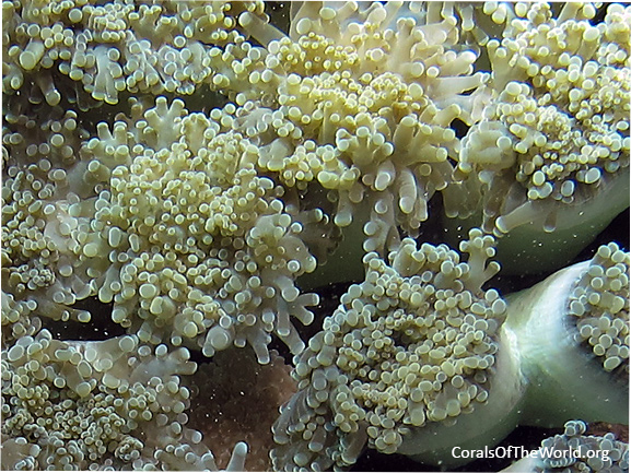 <em>Euphyllia paradivisa</em> closeup