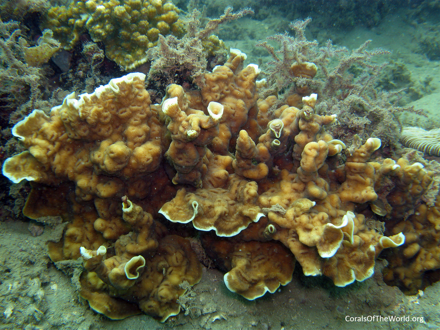 <em>Leptoseris scabra</em>