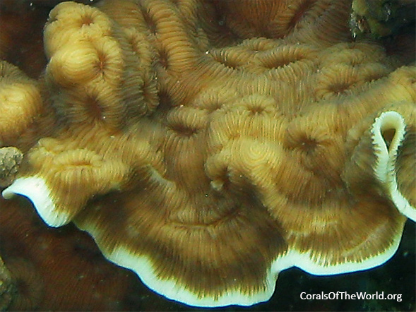<em>Leptoseris scabra</em> closeup