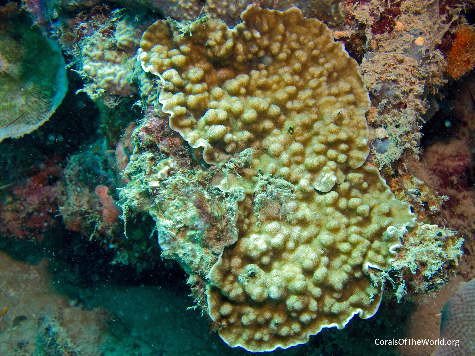 <em>Leptoseris solida</em>