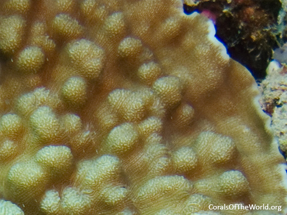 <em>Leptoseris solida</em> closeup