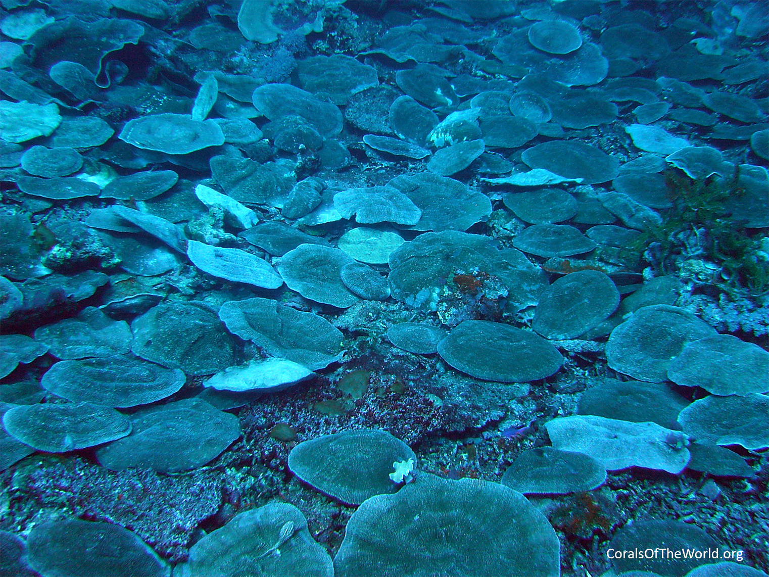 Mixed fungiid assemblage