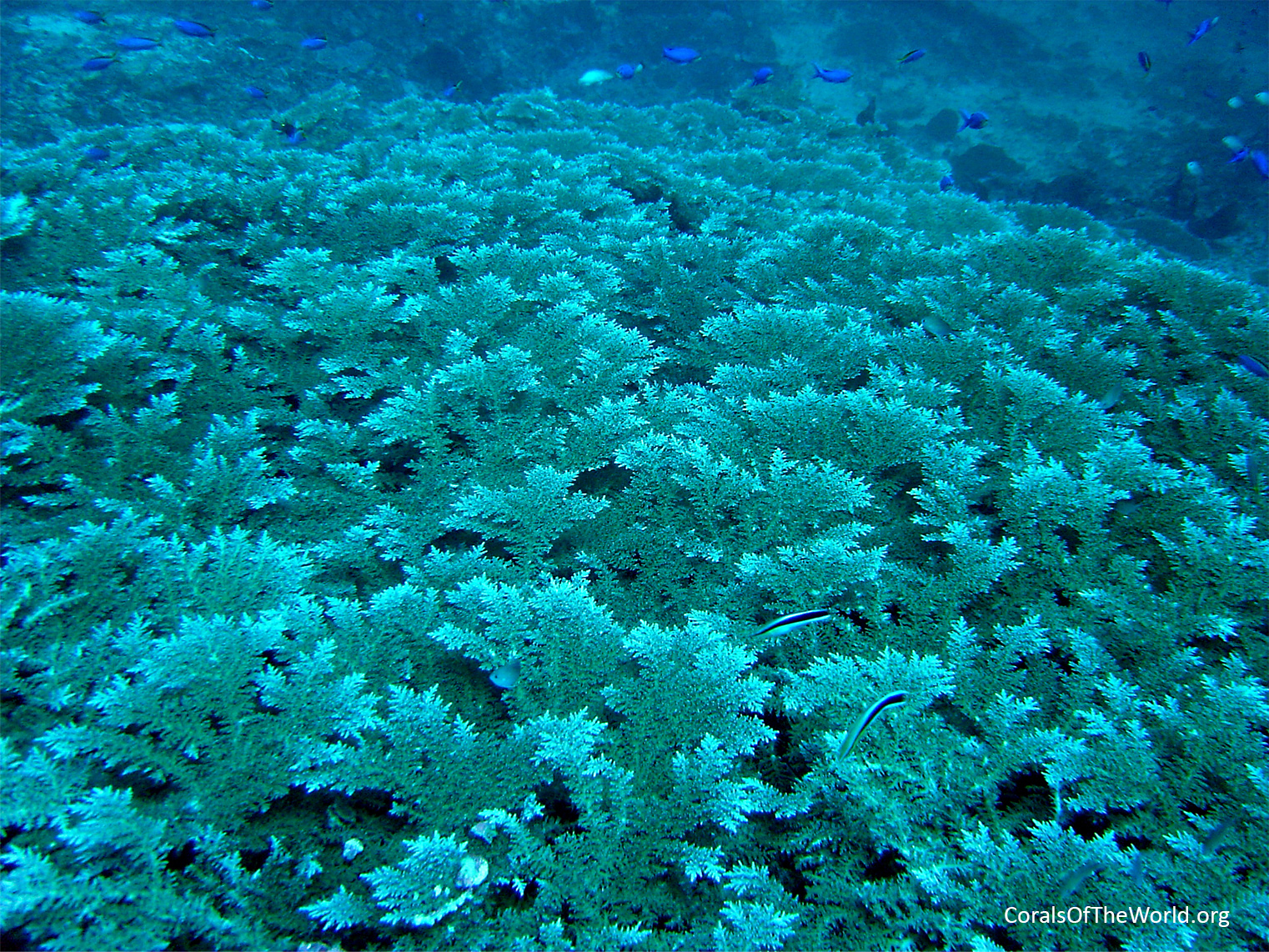 Monospecific <em>Acropora tenella</em> beds