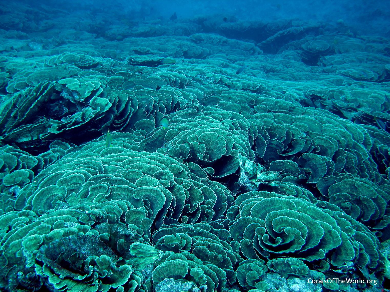 Monospecific <em>Leptoseris yabei</em> beds