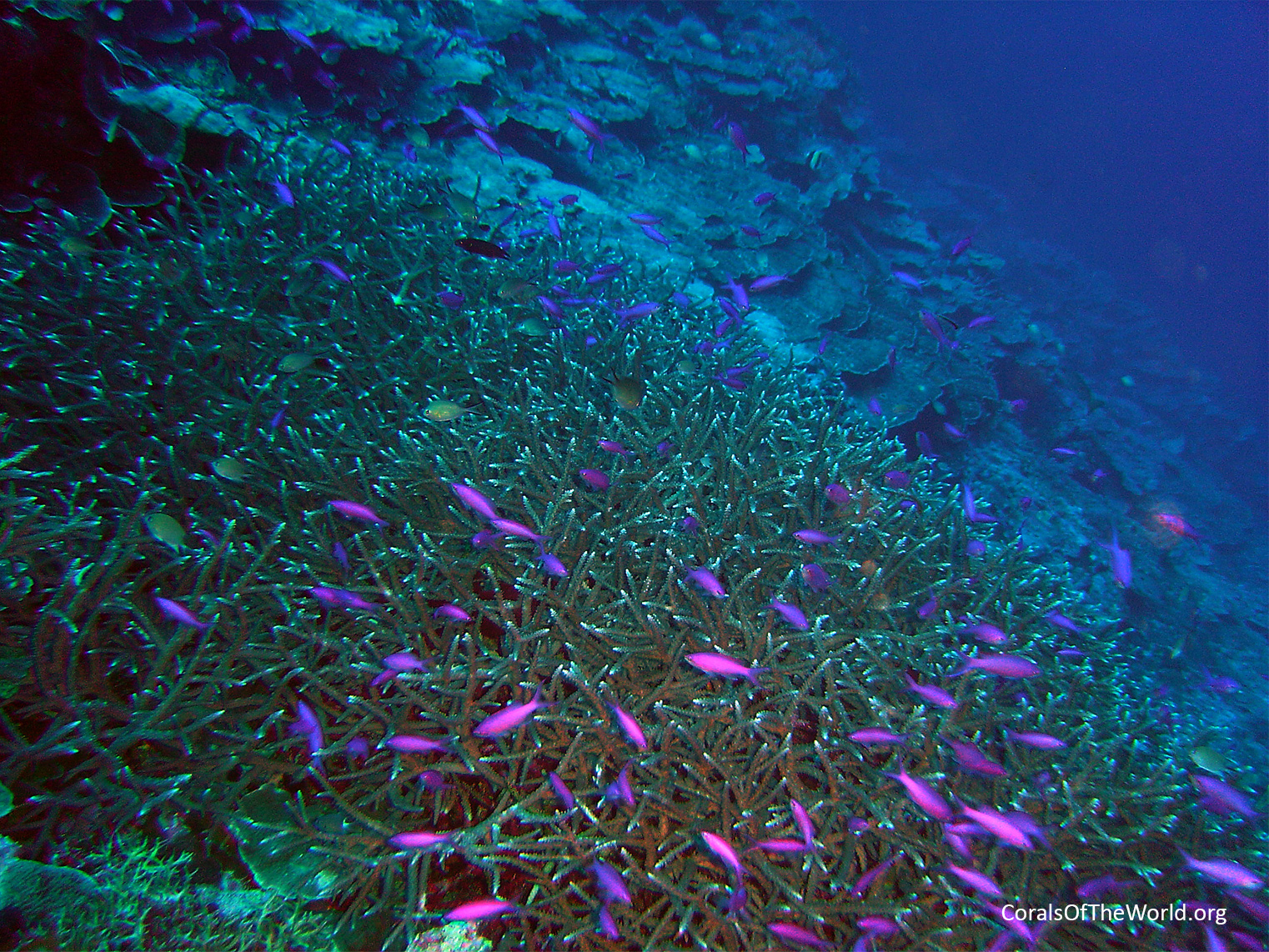 <em>Acropora muricata</em> beds