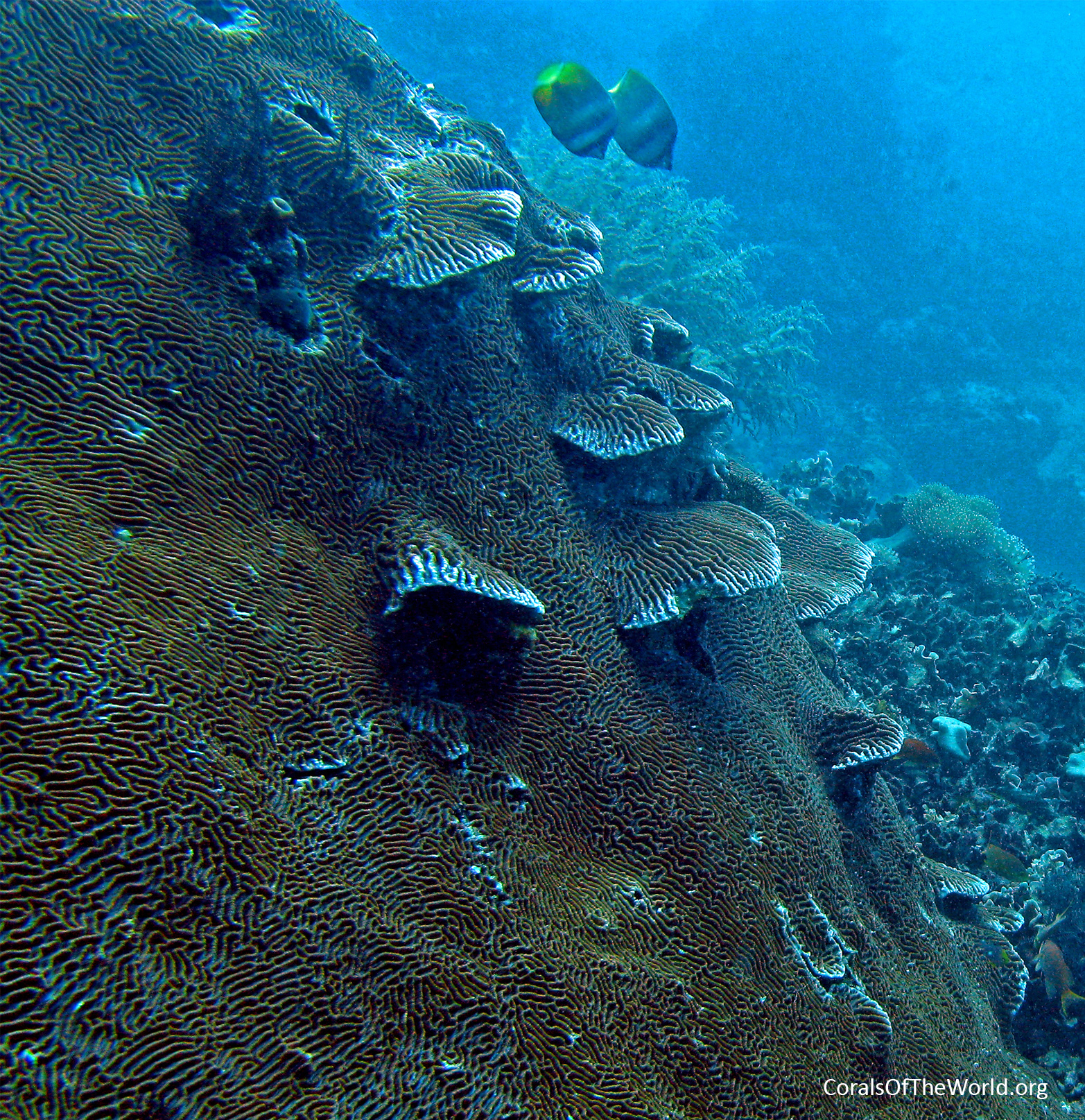 <em>Platygyra daedalea</em>