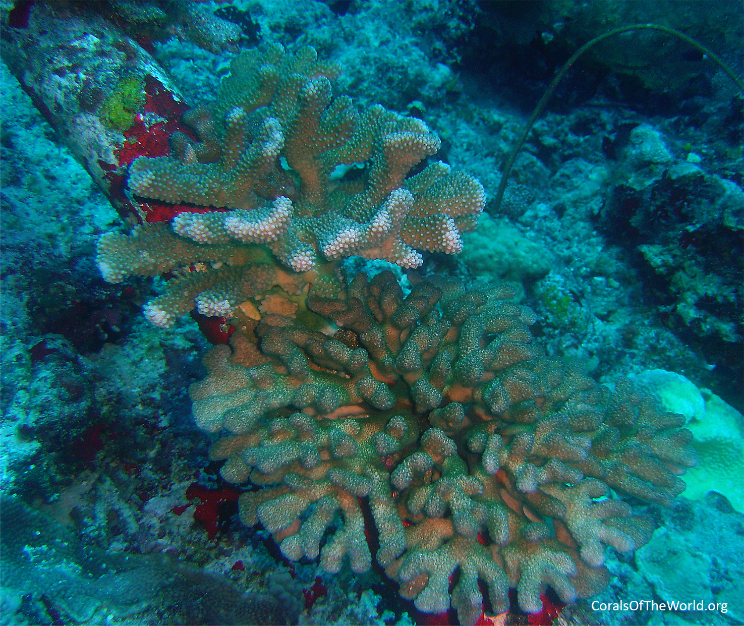 <em>Pocillopora eydouxi</em>