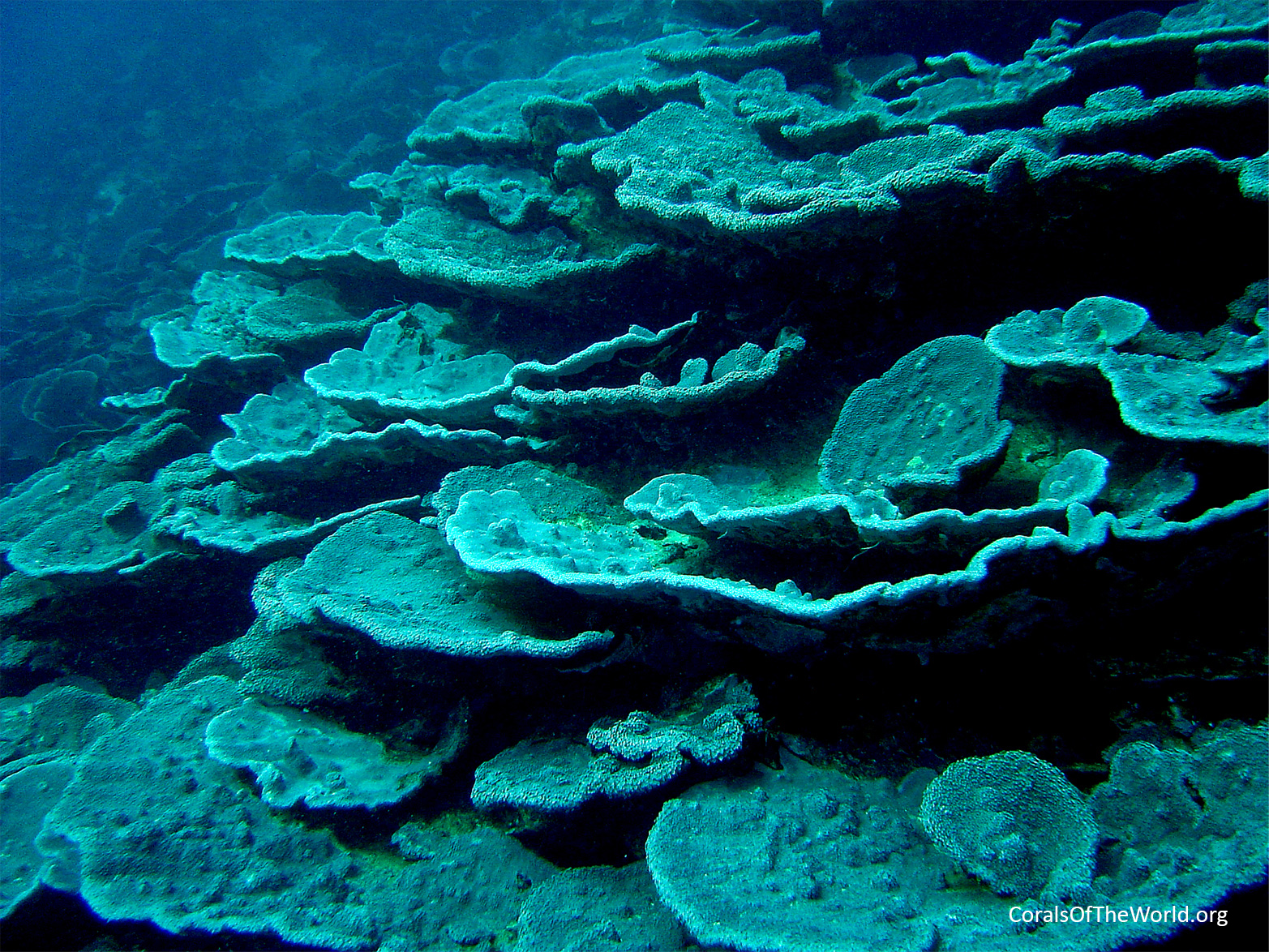 <em>Alveopora spongiosa</em>