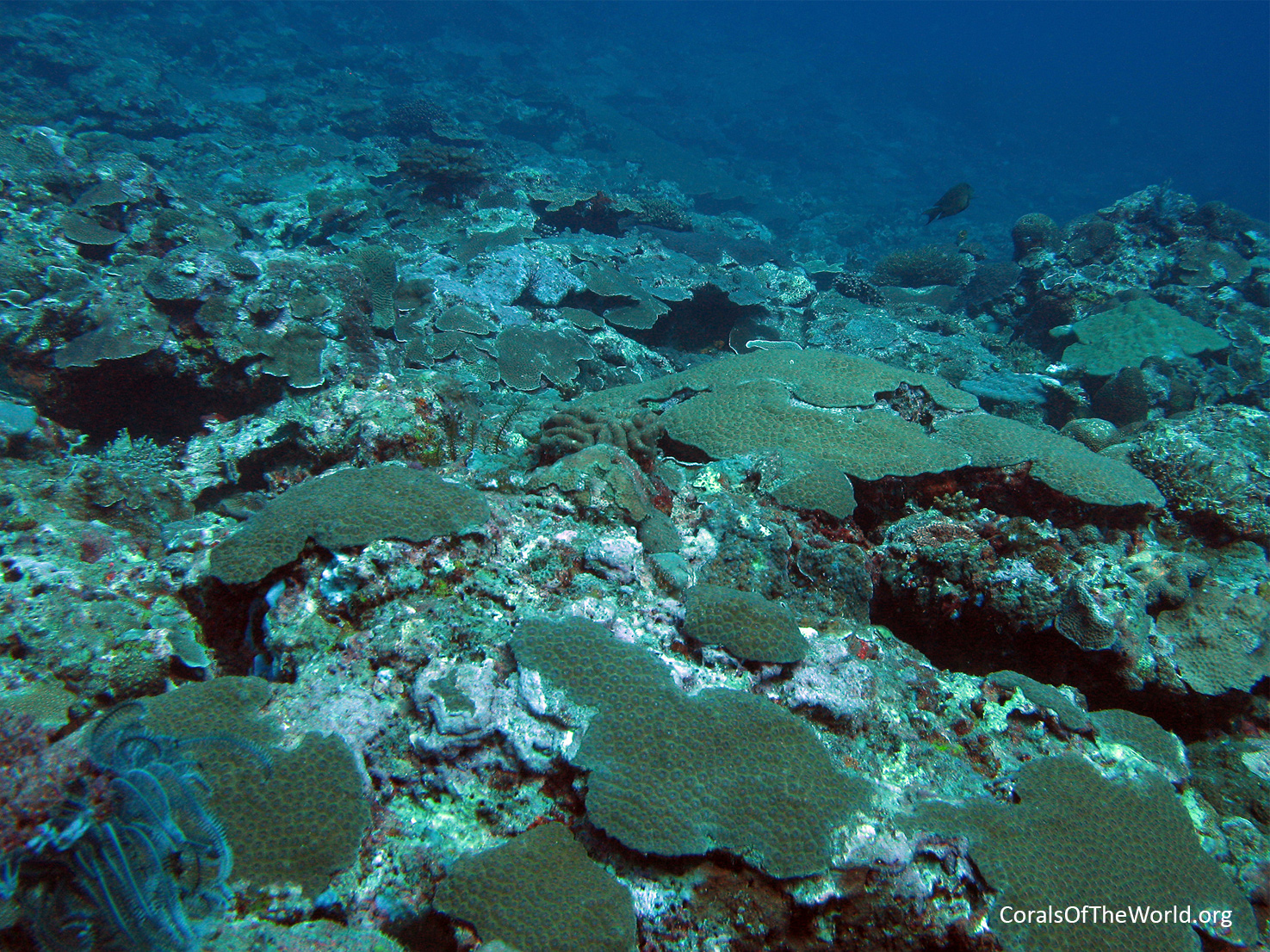 <em>Diploastrea heliopora</em>