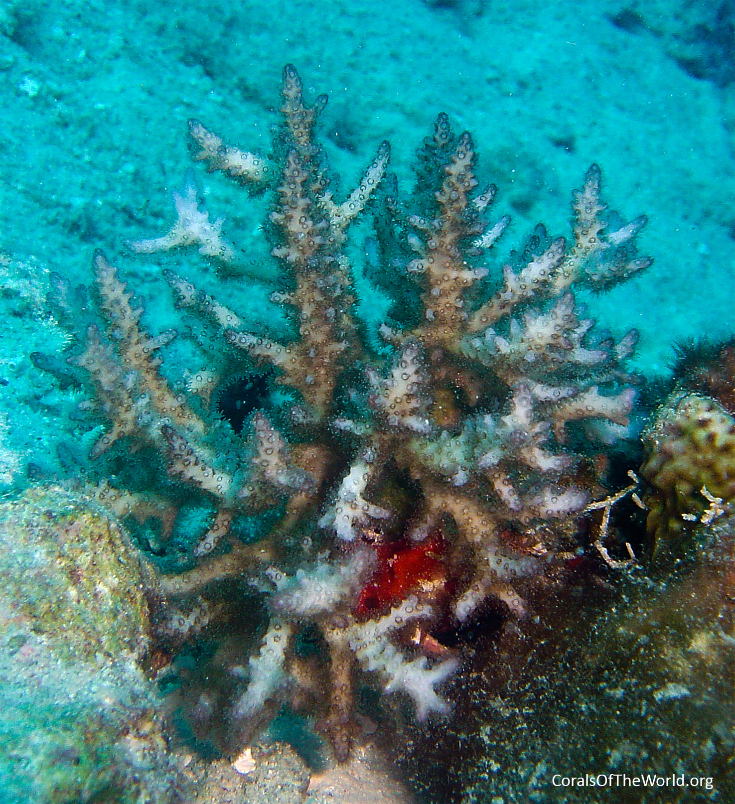  <em>Pocillopora damicornis</em>