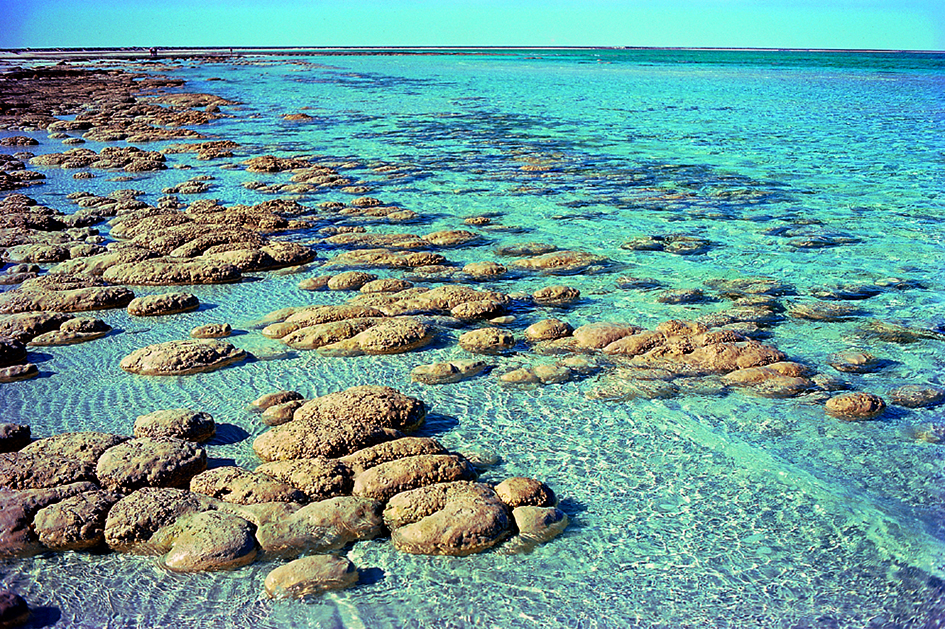 Stromatolites