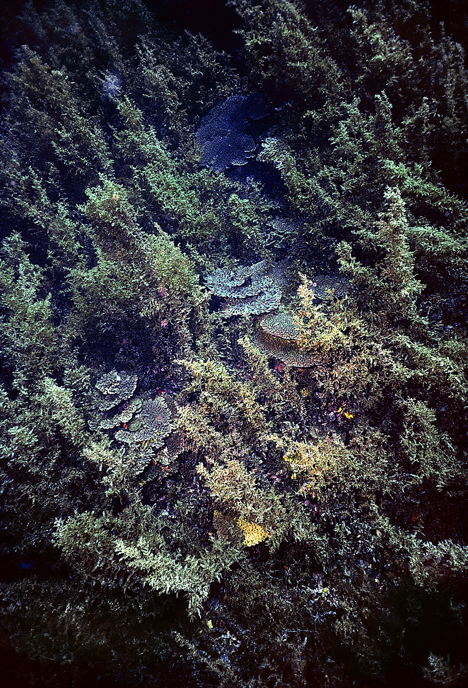 Macroalgae