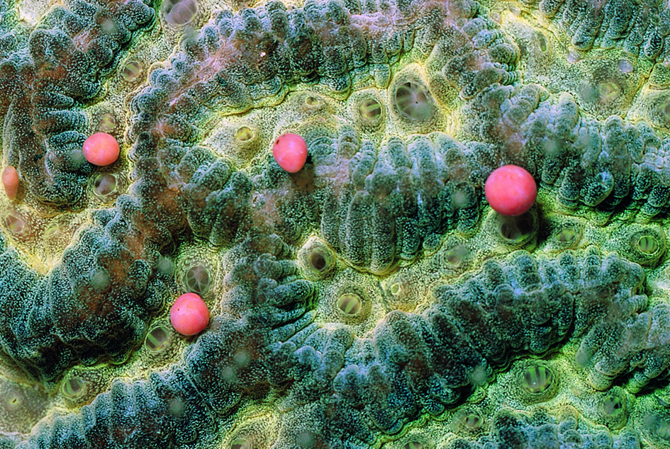 Platygyra egg and sperm bundles