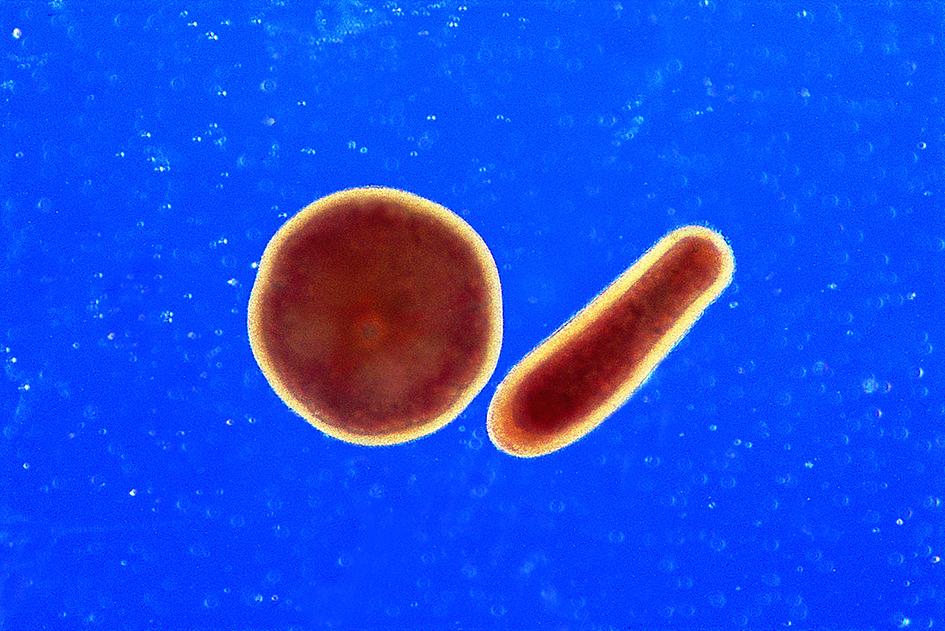 Planulae of Acropora