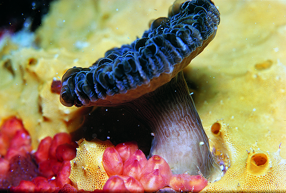 Fungia acanthocaulus