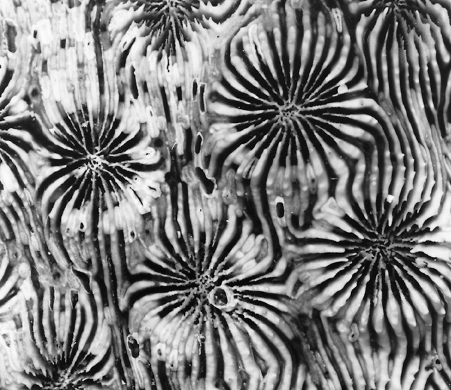 Basic wall acanthastrea