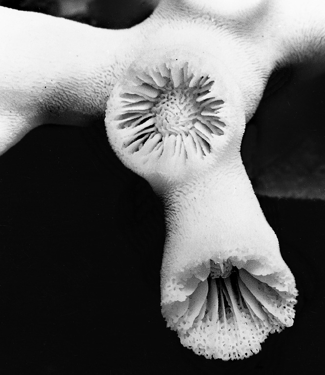 Basic wall duncanopsammia