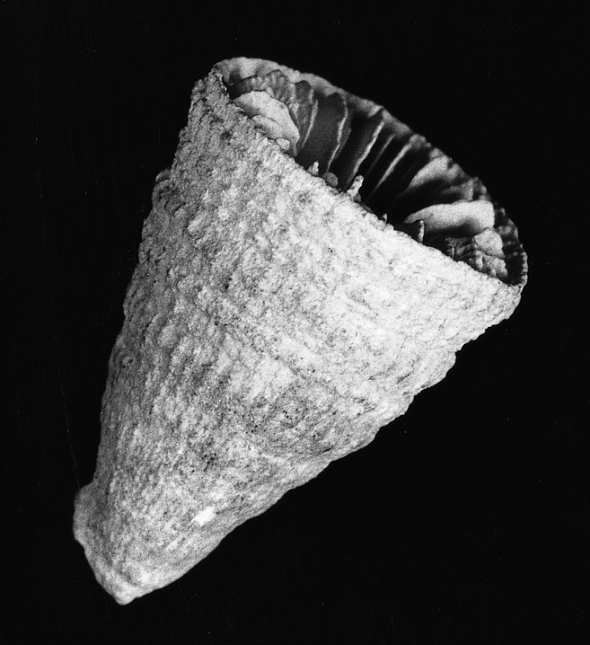 Basic wall conotrochus