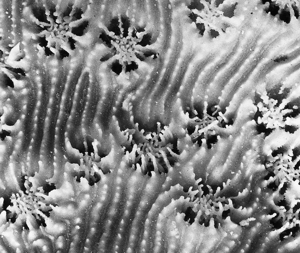 Basic wall echinophyllia